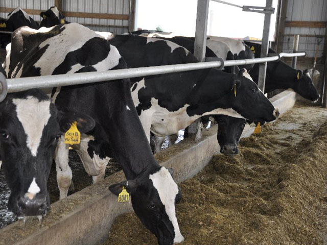 Dairy farmers will be able to opt out of the MPP Dairy Program if they don&#039;t see value in it.  (file photo by Chris Clayton) 